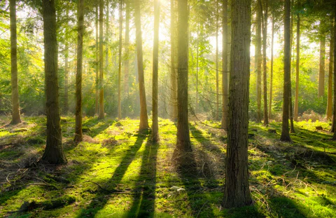 forest_2_480x480.webp